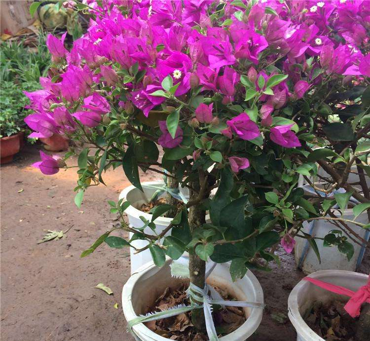 三角梅“开花”难? 7天喂勺“汤水”, 花朵旺满盆!