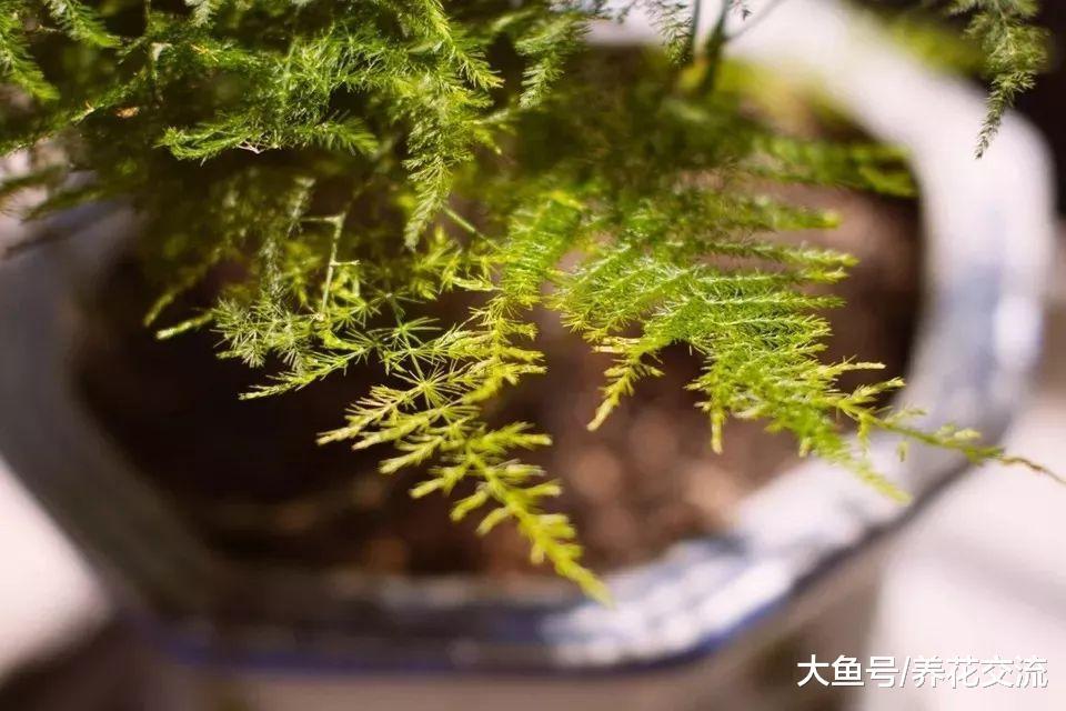 文竹养桌面上怎样才能常年翠绿, 根系不长咋办?