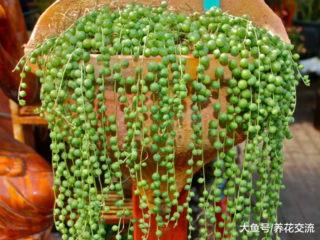 用这些技巧照顾珍珠吊兰, 每年都能开出芬芳的精致小花