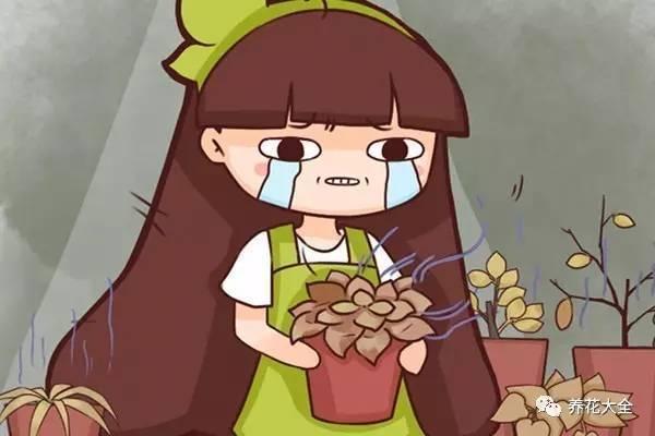 还在乱施肥? 快住手, 不然花一夜就死翘翘!