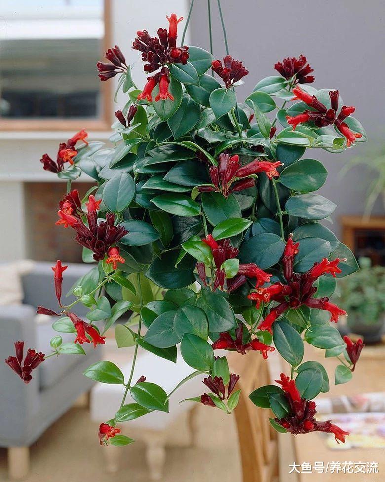 只要些许散射光就能长得很棒的盆栽花卉, 对光照需求很少