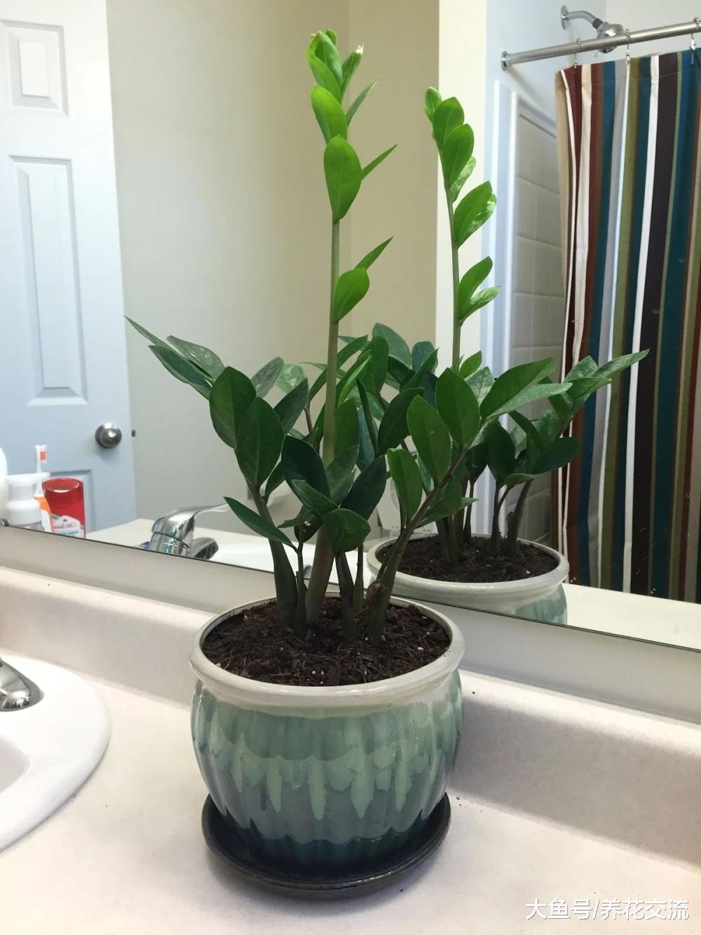 适合养浴室里的几种盆栽植物, 在阴暗潮湿的环境中也能生存