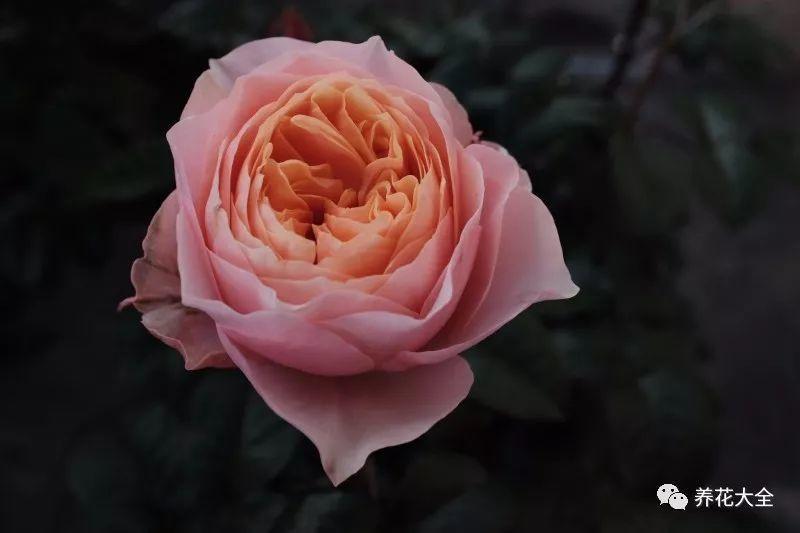 这8种花名字美翻了, 阳台养1盆, 邻居看了都羡慕!