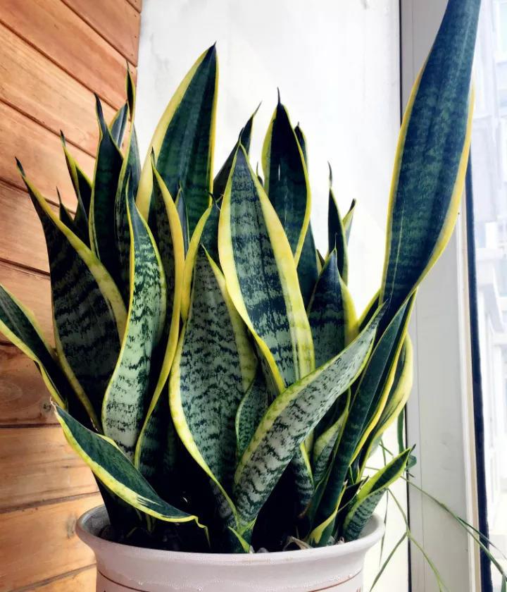 虎皮兰喝点小酒肉汤, 一长就是2米高, 拦都拦不住!