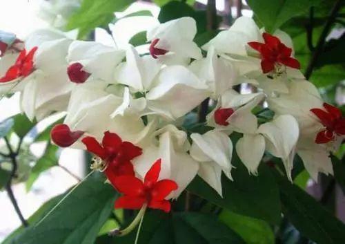 这种叫龙吐珠的植物, 你们见过吗? 听说可以长出一片花架呢!