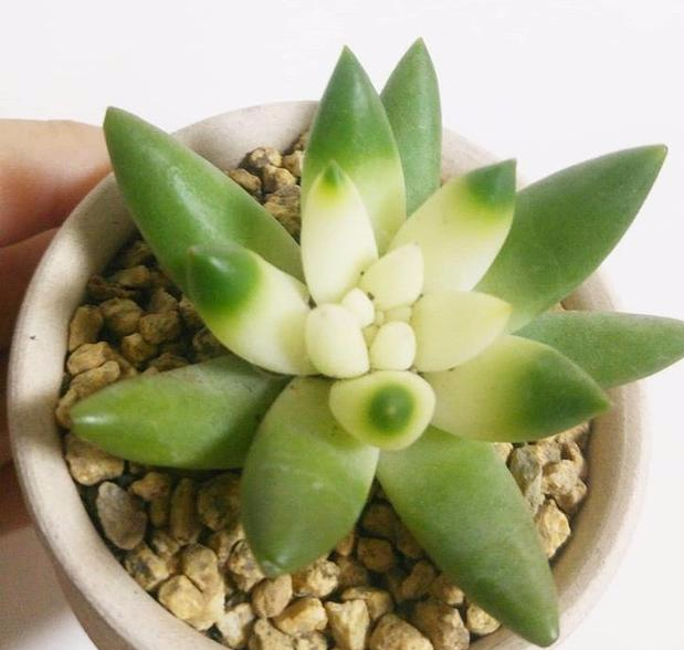 网购回来的多肉, 根部处理很重要, 修修剪剪生根快!