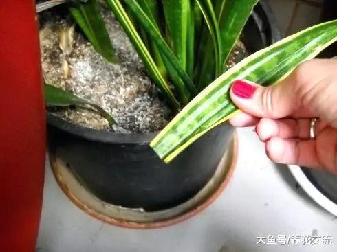 这种常见的绿植叶片可以切成很多片繁殖, 插河沙里就能生根发芽