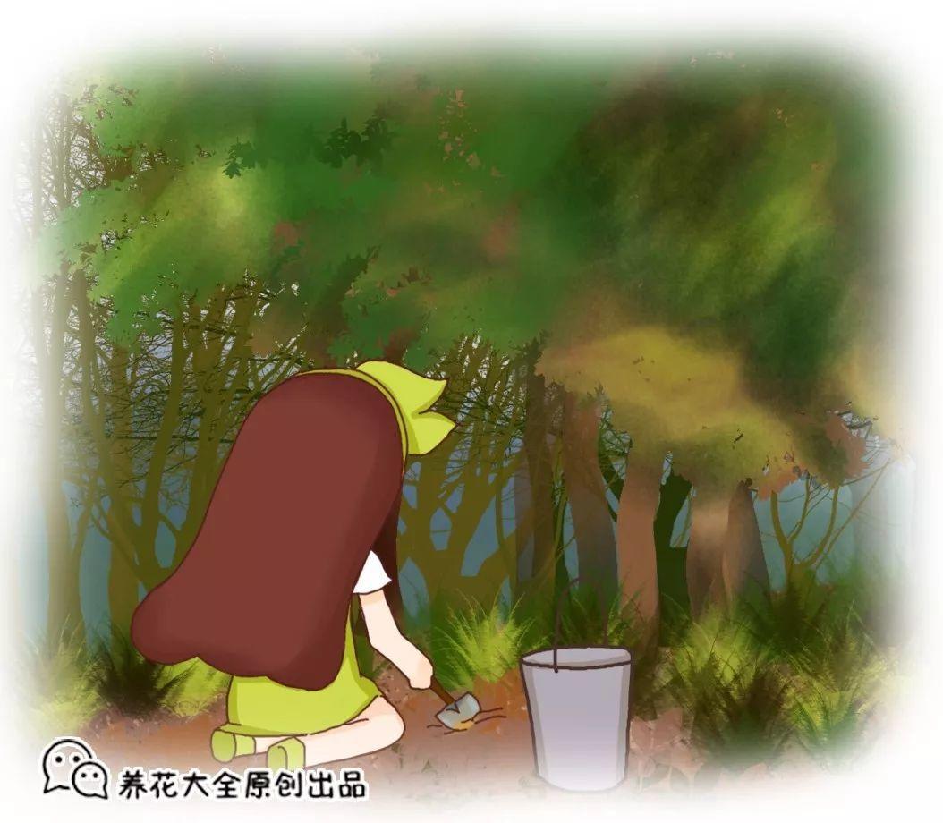 城里人就用这种土, 啥花都能养得好, 简单实用不花钱!