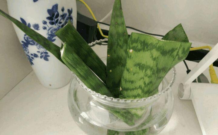 多肉扔水里, 不黑腐不烂根, 夏天蹭蹭猛长膘!