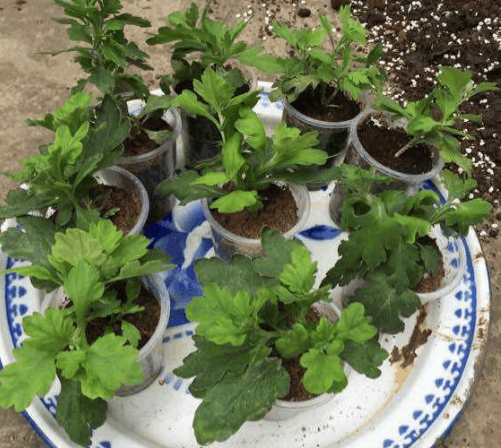 菊花的扦插方法, 注意这一点, 上盆的枝条更容易活!