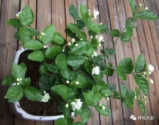 茉莉夏天这么养, 花苞长不停, 一开就是大半年!
