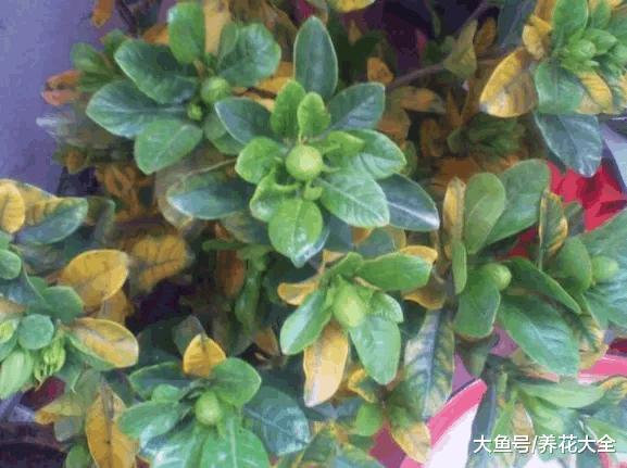 用这水浇花, 栀子黄叶变绿叶, 蹭蹭猛开花, 邻居看了都眼红!