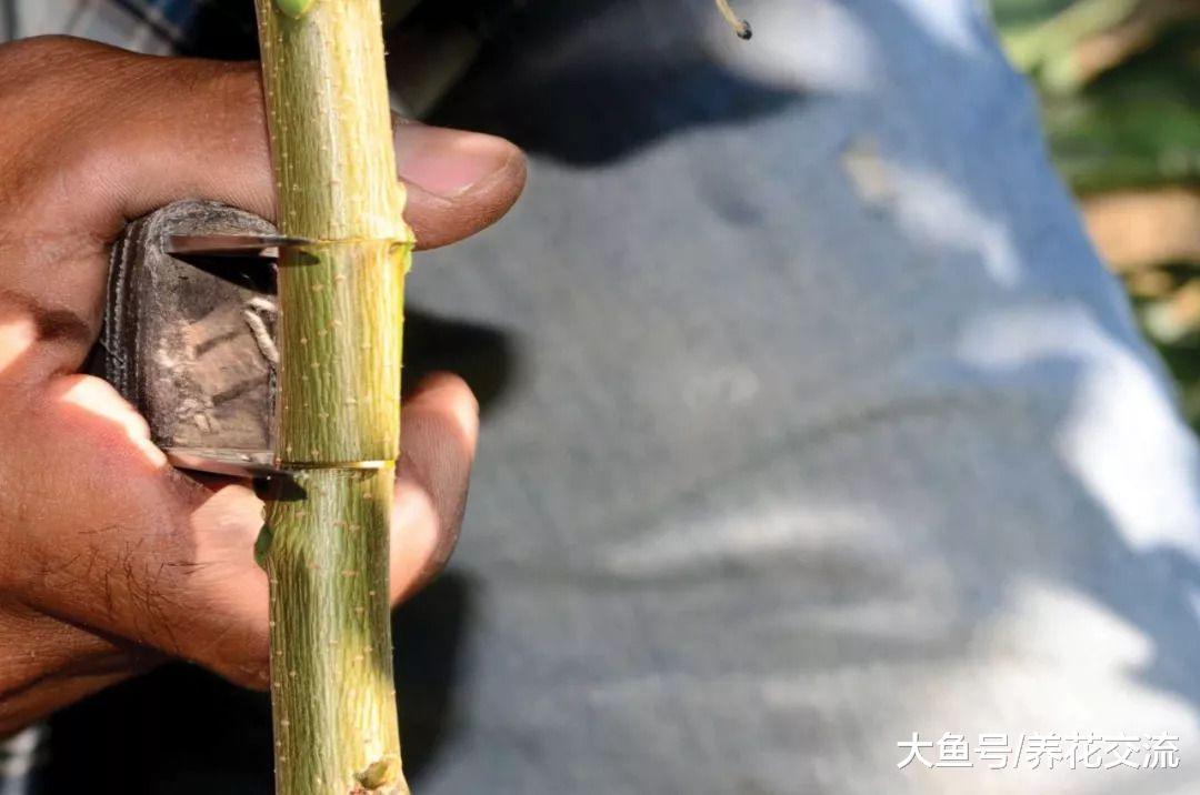 植物的枝条上剥下来一段皮就能进行芽接繁殖, 几个月后就能成功