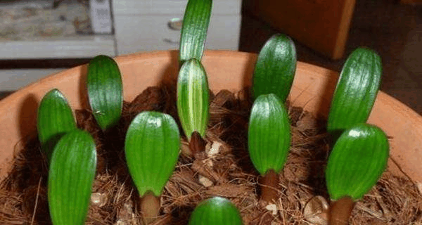 这“高价植株”别费钱, 拿片“叶”插土里, 几月长成一大盆!