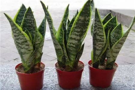 卧室养花, 选这“4种”植株, 晚上放出“氧气”, 睡眠好!