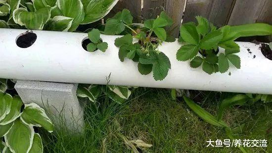 11个极具创造力的水管盆栽, 让废弃的pvc管道变吊盆花卉