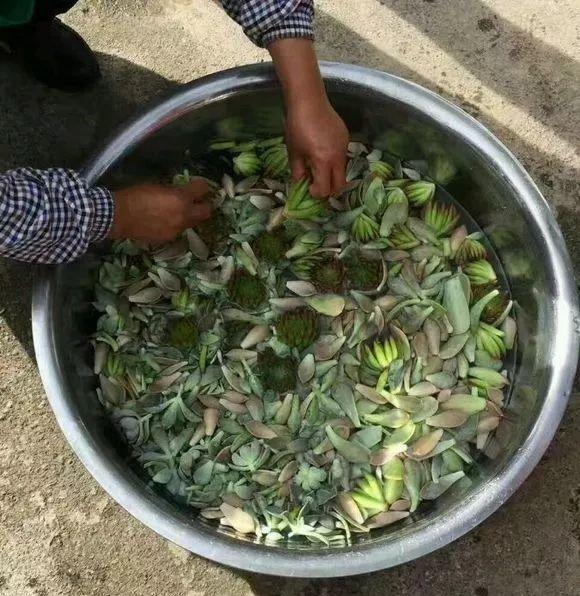 肉叶子炒盘菜, 咬一口, 牙齿都要酸掉了!