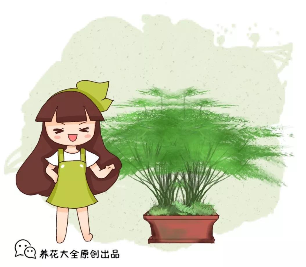一张扑克牌, 文竹毫发无伤变2盆, 这波操作给满分!