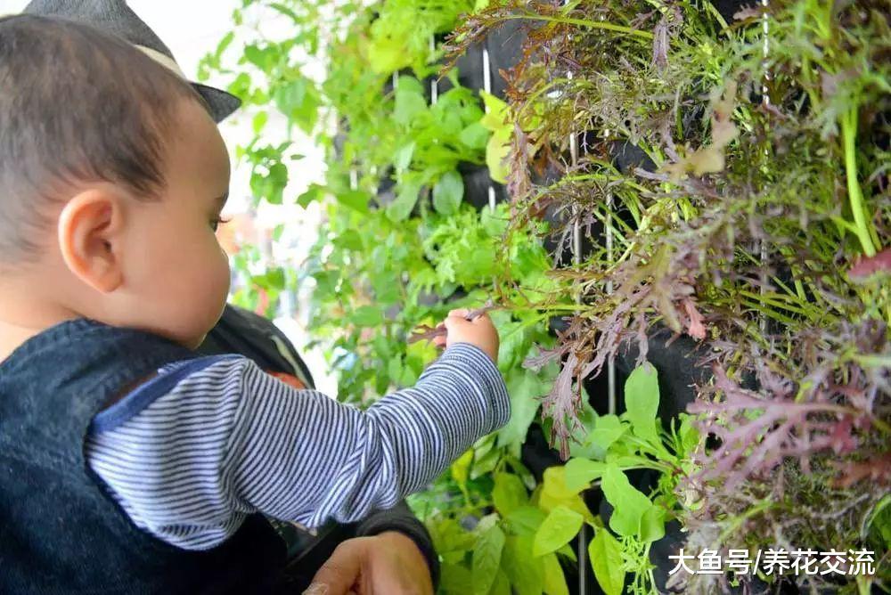 可以种在墙上的垂直盆栽植物, 看一眼就被迷住的花卉景观