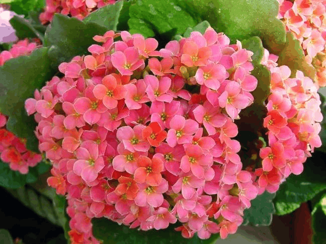年前“长寿花”这么养, 盆盆长得旺, 开花数量比叶子多!