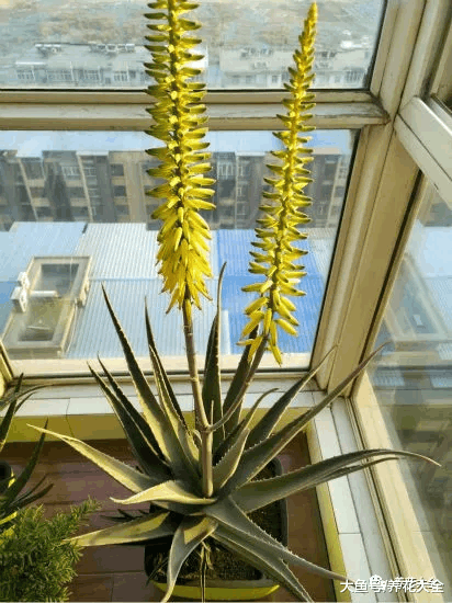 你家的芦荟发财树不开花? 只学1招, 连开5年不是事