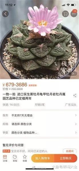 这几种多肉有毒? 爱养花的你可要注意了!
