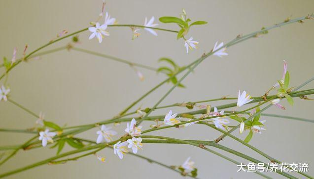 让吊兰不断长出分蘖的方法这么简单粗暴, 很多花友都没能领悟