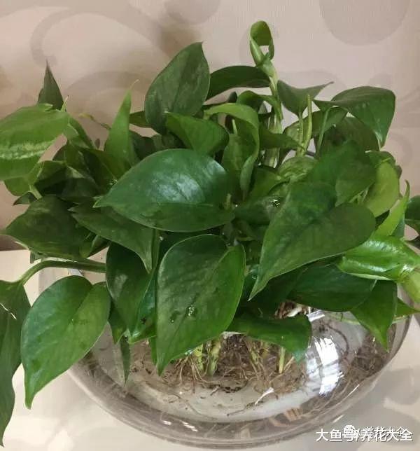 教你怎样水培吊兰, 不仅生根快, 叶子还能绿油油!