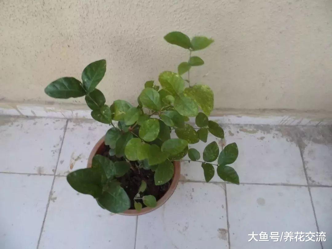 在花店买来有很多花苞的茉莉花盆栽, 为什么搬到家里就不断掉蕾