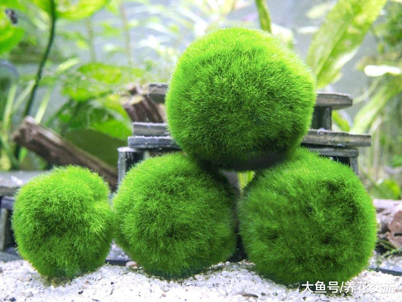 在家里让人喜爱的海藻球宠物植物, 只需要一点清水就能存活