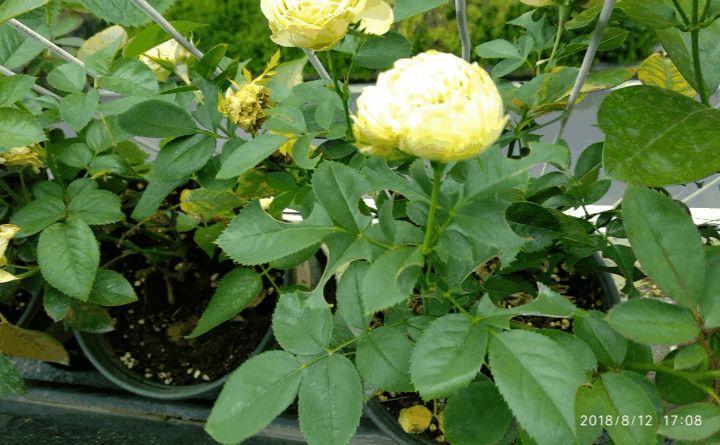 给花喝点洋葱水, 2天蚊虫全死光, 花朵猛开撑爆盆!