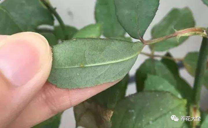 养花就爱招蚊虫? 水里加点薄荷, 叶上蚜虫不再有!