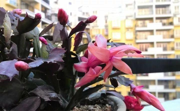 这花堪称“劳模”, 从秋开到春, 大雪天也不停!