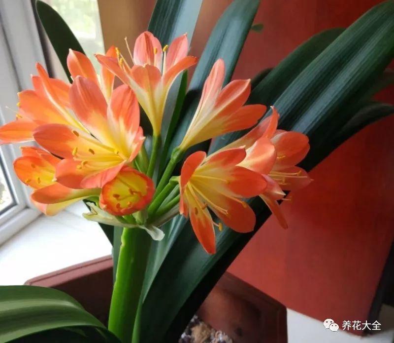 君子兰夏天休眠? 带盆埋在沙子里, 开成一个大花球!