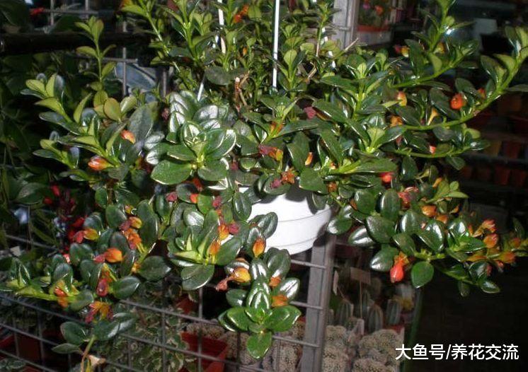 叶子带着迷人光泽的金鱼吊兰, 花朵如同长在分枝上的金鱼