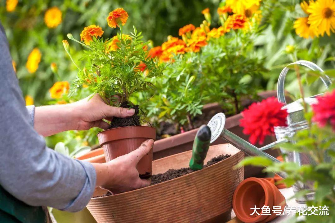 在窗台上种植香草盆栽也能不断采摘, 吃完还能继续长
