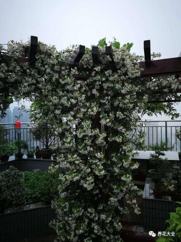 这些花儿最能长, 随便种一棵, 蹭蹭爬满墙!