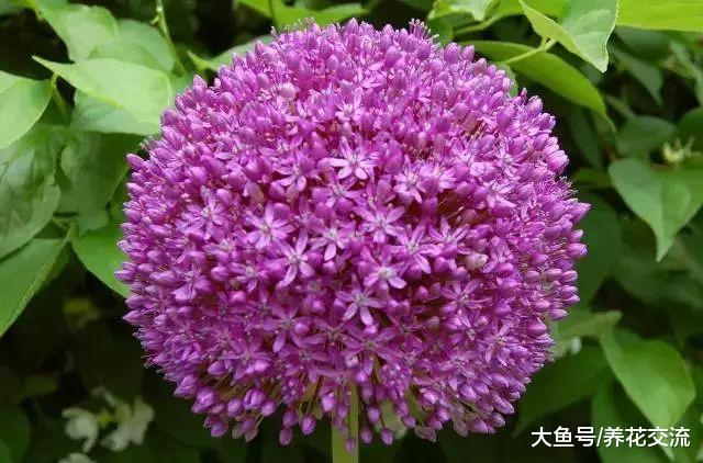特适合养在户外的几种植物, 在院子的各个角落都有合适的花
