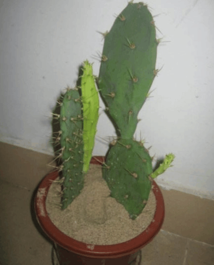 仙人掌不起眼? 用它来“嫁接”植株, 成活率蹭蹭长!