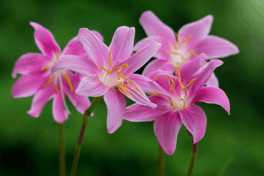 绿叶看够了, 想来点“颜色”, 这3款一养“爆盆”还四季开花!