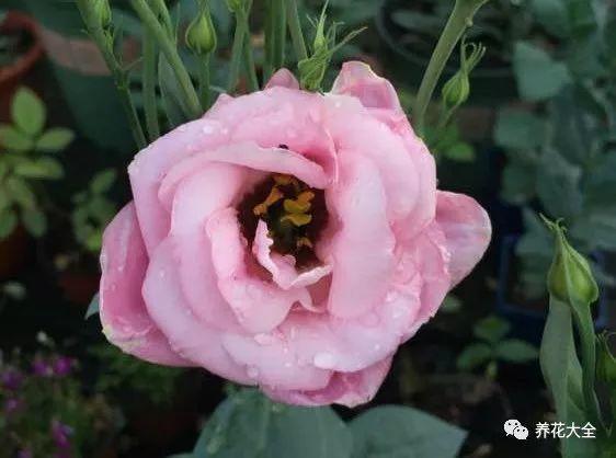 夏天就养这种花, 长得饱满像包子, 比月季还好看!