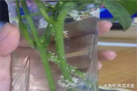发财树的扦插方法, 学会了这几点, 再也不用担心了