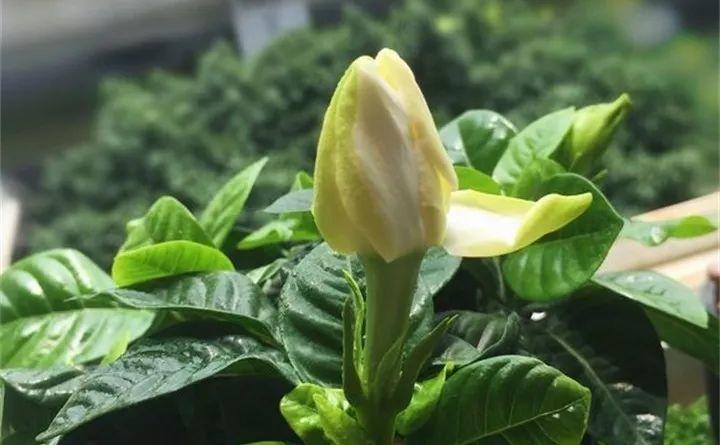 栀子茉莉, 秋冬这样养, 枝条壮实好过冬!
