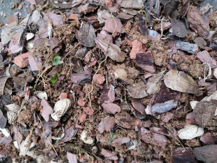兰花喂粒“小药丸”, 2周长成一大捆, 花开了满屋香喷喷