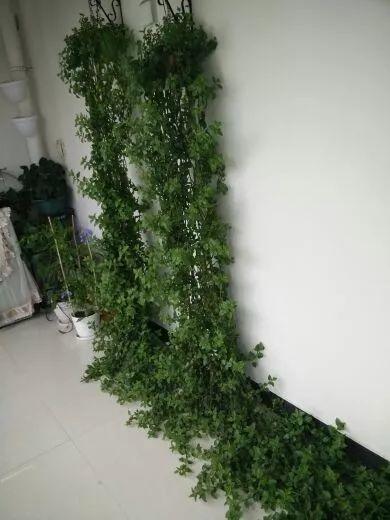 吊兰这么养, 半年长成草垛子, 谁看都想搬回家!