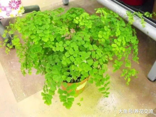 为什么花友们养铁线蕨叶子都容易出现发黄的状况