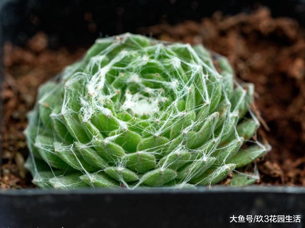 家居养花之多肉植物——蛛丝卷绢