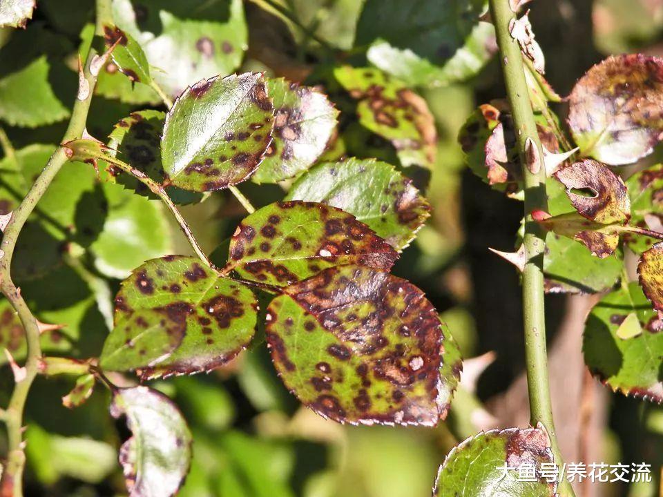月季夏季容易感染的黑斑病防治的技巧, 不用药剂也能清除
