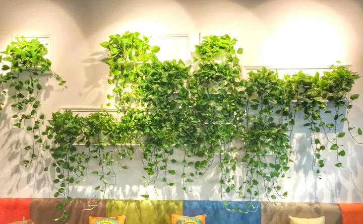 这6盆花家里一放, 增湿还除尘, 比加湿器还管用!