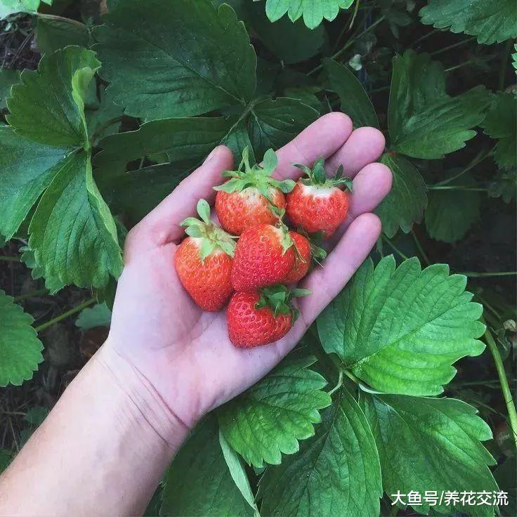 在花盆里栽种的草莓也能保持多年生长, 养护得当可以年年结果